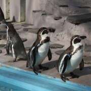 ヒメ日記 2026/01/25 17:30 投稿 ゆか 大宮baton