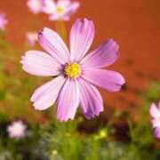 ヒメ日記 2025/05/10 15:15 投稿 ななこ 待ちナビ