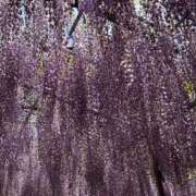 ヒメ日記 2025/05/21 11:24 投稿 莉穂 東京人妻フォーシーズンズ