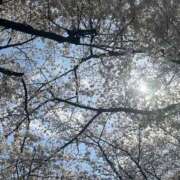 ヒメ日記 2026/04/01 13:34 投稿 莉穂 東京人妻フォーシーズンズ