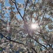 ヒメ日記 2026/04/04 00:14 投稿 莉穂 東京人妻フォーシーズンズ