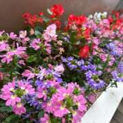 ヒメ日記 2026/07/02 07:08 投稿 しゅな 即アポマダム～名古屋店～