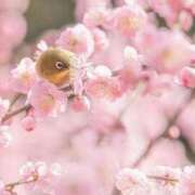 ヒメ日記 2025/02/19 10:31 投稿 しゅな 即アポ奥さん〜名古屋店〜