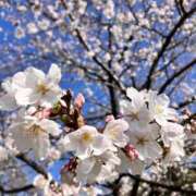 ヒメ日記 2025/04/05 11:21 投稿 しゅな 即アポ奥さん〜名古屋店〜