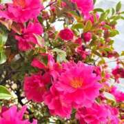 ヒメ日記 2026/02/27 22:21 投稿 しゅな 即アポ奥さん〜名古屋店〜