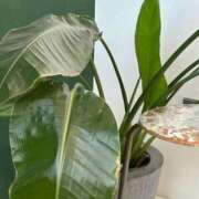 ヒメ日記 2025/01/10 04:54 投稿 ほたる タレント倶楽部Around40