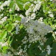 ヒメ日記 2025/03/21 13:36 投稿 ほたる タレント倶楽部Around40