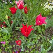 ヒメ日記 2025/04/28 07:54 投稿 ほたる タレント倶楽部Around40