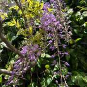 ヒメ日記 2025/04/29 10:50 投稿 ほたる タレント倶楽部Around40