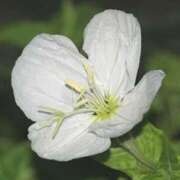 ヒメ日記 2025/06/22 00:18 投稿 ほたる タレント倶楽部Around40