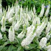 ヒメ日記 2025/06/25 10:44 投稿 ほたる タレント倶楽部Around40