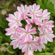 ヒメ日記 2025/06/27 06:14 投稿 ほたる タレント倶楽部Around40