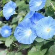 ヒメ日記 2025/07/07 21:00 投稿 ほたる タレント倶楽部Around40