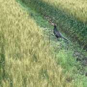 ヒメ日記 2025/05/21 09:44 投稿 ましろちゃん Porn HAREM 熊谷店