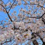 ヒメ日記 2025/04/05 21:24 投稿 柳風花-FUKA- Casual Rich 5（カジュアルリッチファイブ）