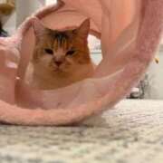 ヒメ日記 2026/04/14 12:30 投稿 理香子-KINDAN- KINDAN-禁断-