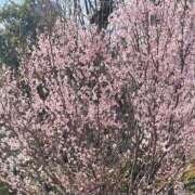 ヒメ日記 2025/03/22 15:47 投稿 ねね Felice(フェリス)