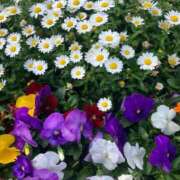 ヒメ日記 2026/04/26 11:01 投稿 ねね Felice(フェリス)