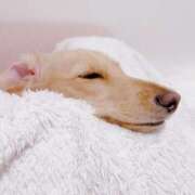 ヒメ日記 2024/12/17 12:16 投稿 れん リッチドールパート2梅田店