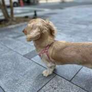 ヒメ日記 2025/04/14 01:05 投稿 れん リッチドールパート2梅田店