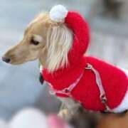 ヒメ日記 2025/12/21 23:58 投稿 れん リッチドールパート2梅田店