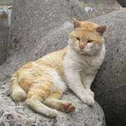 ヒメ日記 2025/07/14 11:59 投稿 あい 脱がされたい人妻 熊谷店