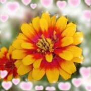 ヒメ日記 2025/02/06 15:37 投稿 さくら 一夜の華