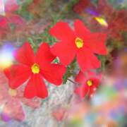 ヒメ日記 2025/02/13 15:59 投稿 さくら 一夜の華