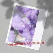 ヒメ日記 2025/04/16 15:21 投稿 さくら 一夜の華