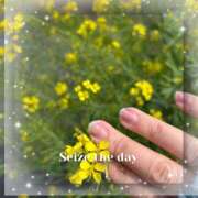 ヒメ日記 2025/04/24 09:48 投稿 さくら 一夜の華