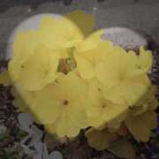 ヒメ日記 2025/05/16 10:08 投稿 さくら 一夜の華