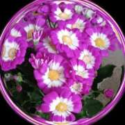 ヒメ日記 2025/05/30 10:52 投稿 さくら 一夜の華