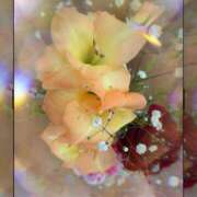 ヒメ日記 2025/11/18 23:00 投稿 さくら 一夜の華