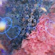 ヒメ日記 2026/01/06 23:23 投稿 さくら 一夜の華