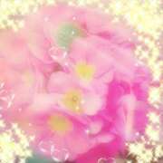 ヒメ日記 2026/02/13 15:22 投稿 さくら 一夜の華