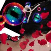 ヒメ日記 2026/03/23 15:46 投稿 さくら 一夜の華