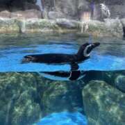 ヒメ日記 2025/02/23 18:30 投稿 りり 東京人妻セレブリティ（ユメオト）