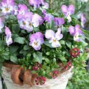 ヒメ日記 2025/02/26 15:51 投稿 まや G-1八戸