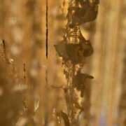 ヒメ日記 2025/11/09 17:41 投稿 まや G-1八戸