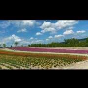 ヒメ日記 2025/09/19 10:22 投稿 香苗ゆい(かなえゆい) 東京ヒストリー　秘密の約束