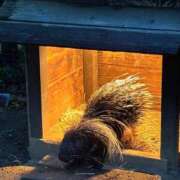 ヒメ日記 2026/08/11 22:23 投稿 花音 池袋角海老