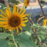 ヒメ日記 2025/08/29 08:24 投稿 姫野 HERMINE-エルミネ-