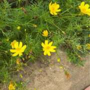 ヒメ日記 2025/09/19 11:42 投稿 姫野 HERMINE-エルミネ-