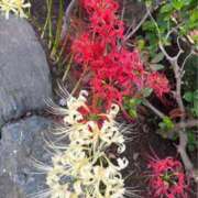 ヒメ日記 2025/10/06 00:05 投稿 姫野 HERMINE-エルミネ-