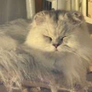 ヒメ日記 2025/10/15 16:14 投稿 姫野 HERMINE-エルミネ-