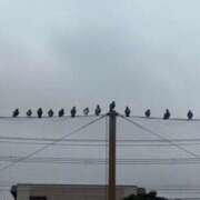 ヒメ日記 2025/11/03 00:45 投稿 姫野 HERMINE-エルミネ-