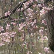 ヒメ日記 2026/03/30 11:05 投稿 姫野 HERMINE-エルミネ-