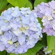 ヒメ日記 2025/06/08 12:50 投稿 結城 HERMINE-エルミネ-