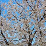 ヒメ日記 2026/04/05 12:21 投稿 結城 HERMINE-エルミネ-