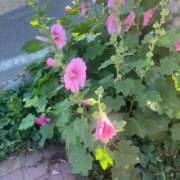 ヒメ日記 2025/07/07 23:53 投稿 なほ 花火-hanabi-(すすきの)